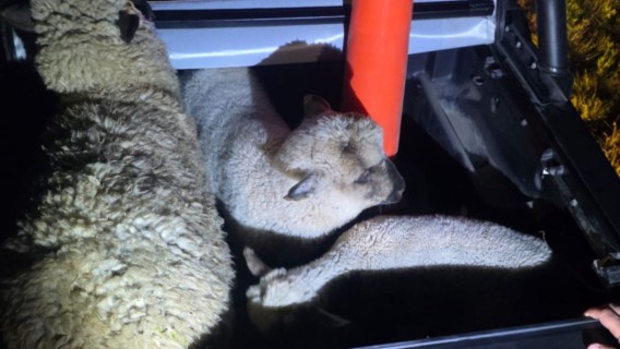 Intento de abigeato en el Gran Rosario: rescatan ovejas robadas y con las patas atadas