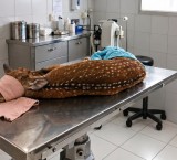Rescataron a un ciervo en Arroyo Seco: se recupera en una veterinaria de Rosario