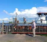 Crecida del Paraná: éxodo masivo de ganado en las islas frente a Rosario por temor a una inundación