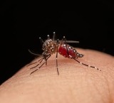 Roldán refuerza la prevención del dengue con una campaña de descacharrado en toda la ciudad