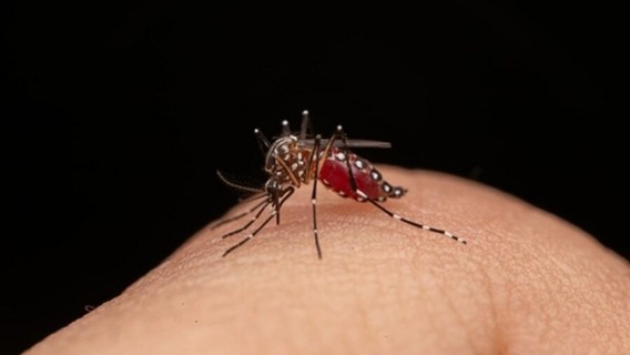 Roldán refuerza la prevención del dengue con una campaña de descacharrado en toda la ciudad