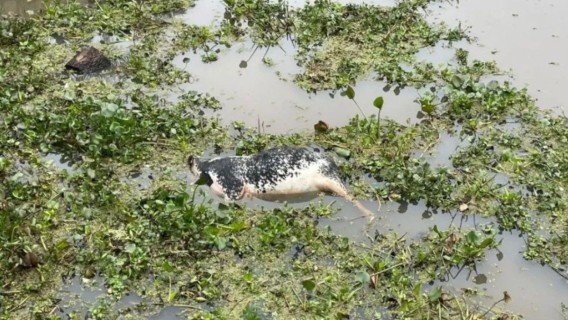 Misterio en Santa Fe: encontraron una vaca muerta flotando frente a un shopping