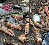 Macabro hallazgo en Villa Gobernador Gálvez: fotos de niñas y muñecos de bebés en una reserva natural